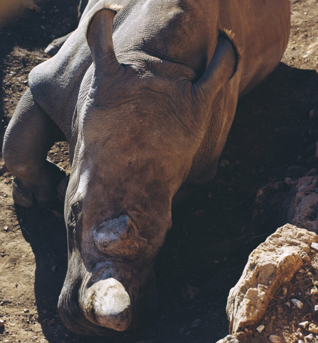 Rhinoceros, 2011