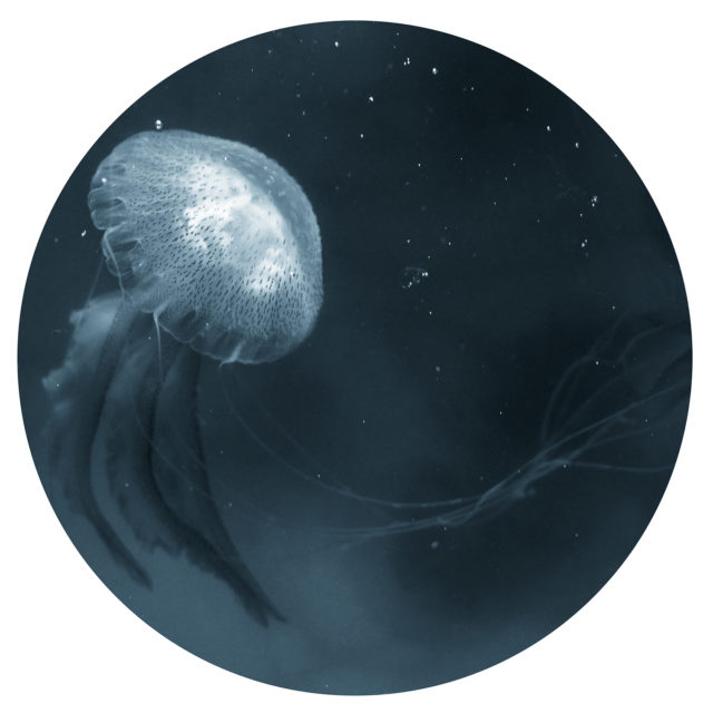 Meedusa (zooplancton), 2015