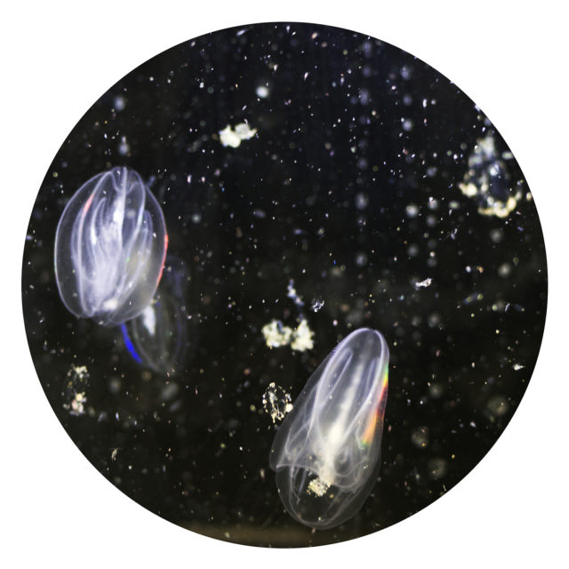 Copepodes (zooplancton fig.1), 2015