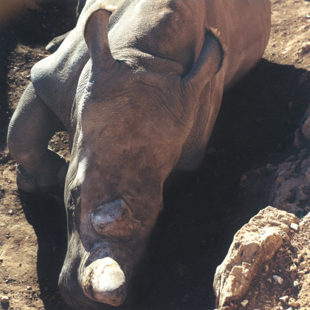 Rhinoceros, 2012